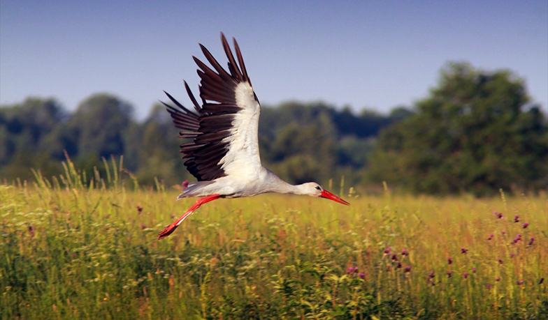 Foto: Pora na Biało-Czerwonych, Messiego i ogołoconą Francję