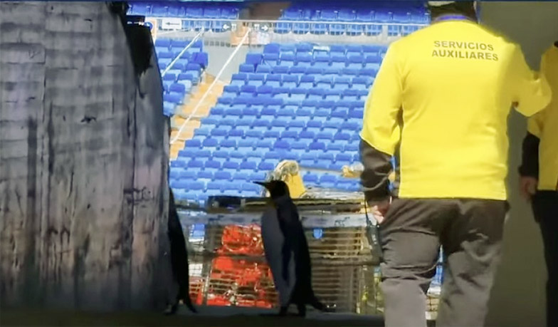 Foto: Po Bernabéu chodzą… pingwiny? [VIDEO]